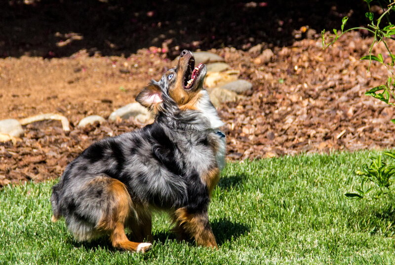 Blue Merle Puppy — Green, Playful
