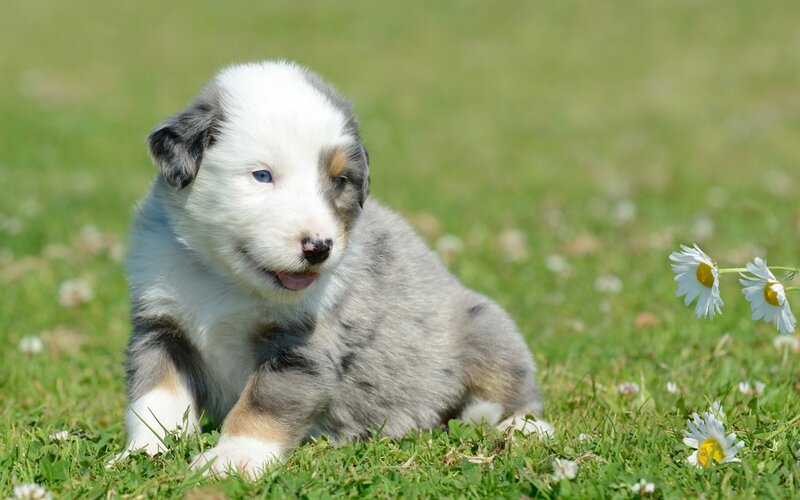 Blue Merle Puppy — Green