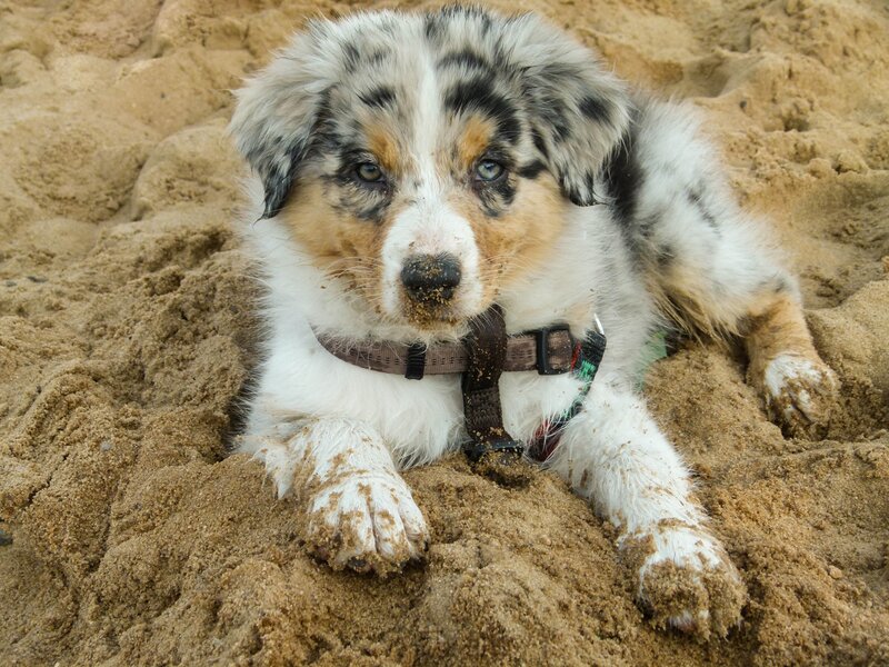 Blue Merle Puppy in Sand
