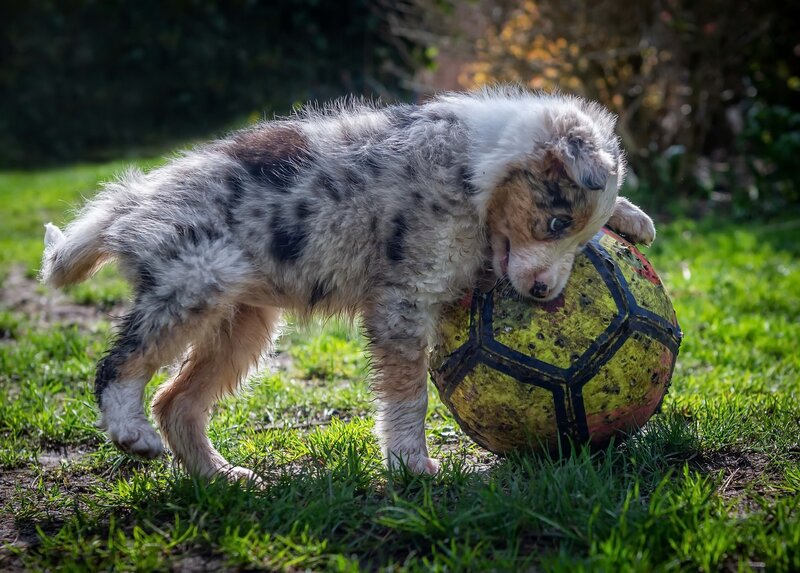 Blue Merle Puppy Playing
