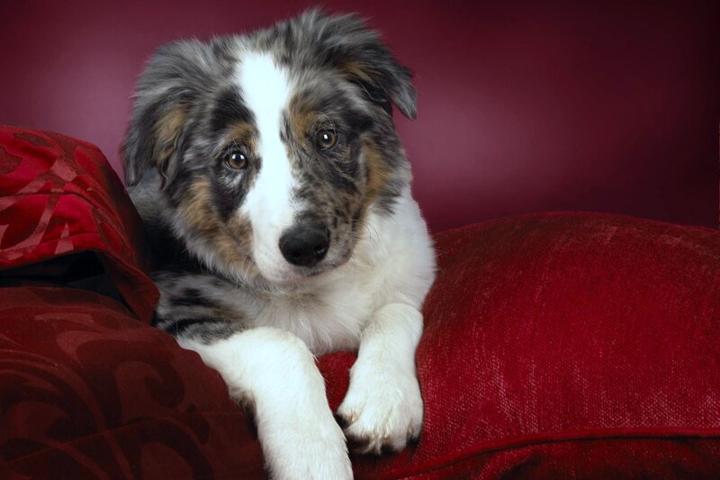 Blue Merle Puppy — Red, Calm, Photograph