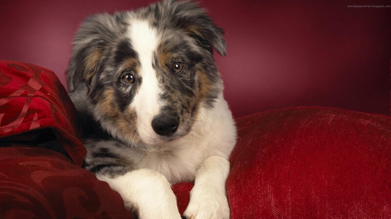 Blue Merle Puppy — Red, Calm