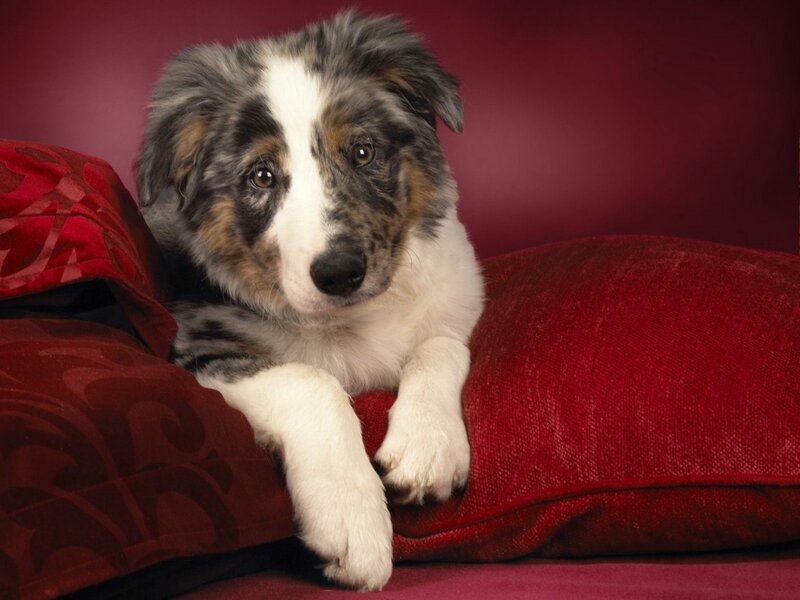 Blue Merle Puppy — Red
