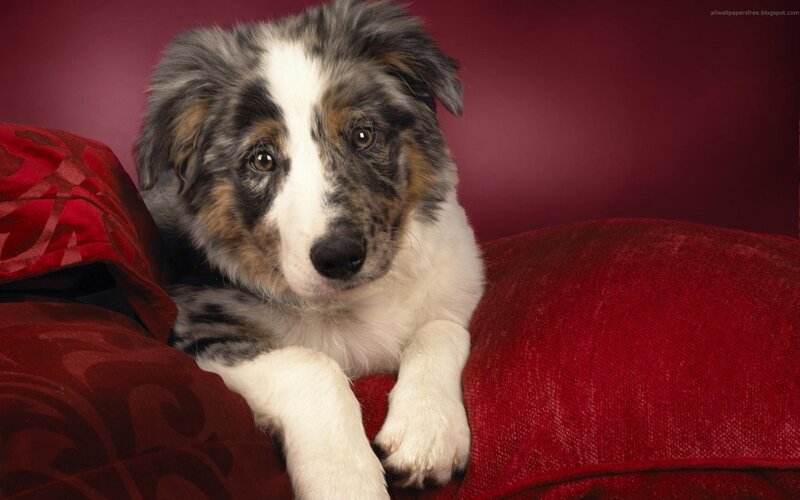 Blue Merle Puppy