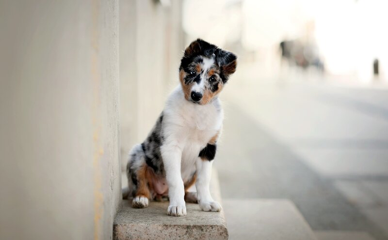 Blue Merle Puppy — White, Curious