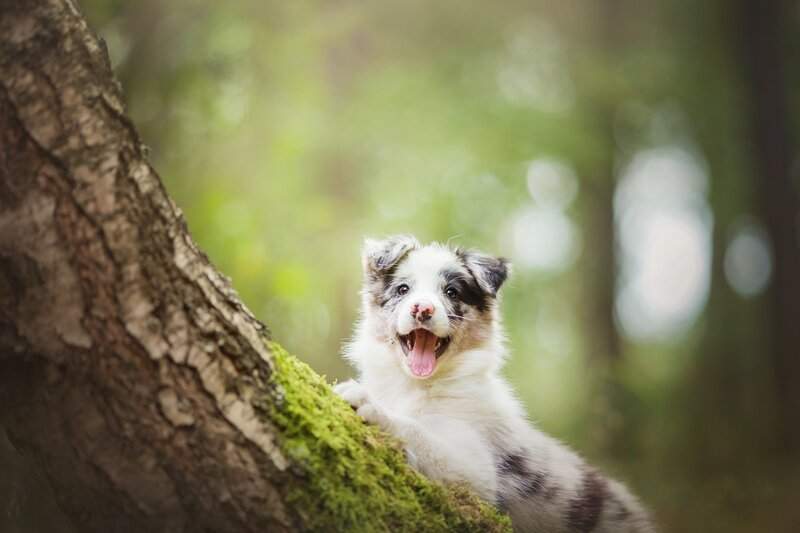 Blue Merle Puppy — White, Playful, Afternoon