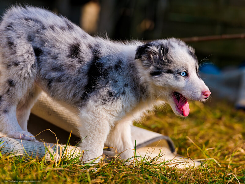 Blue Merle Puppy — White, Playful