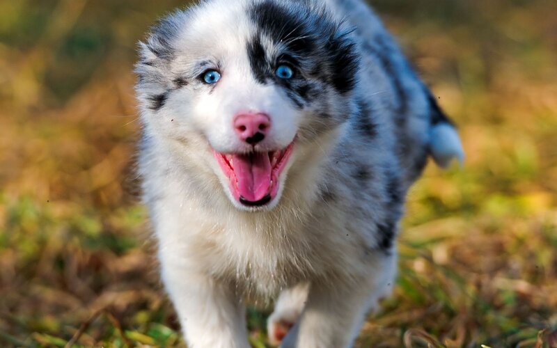 Blue Merle Puppy — White