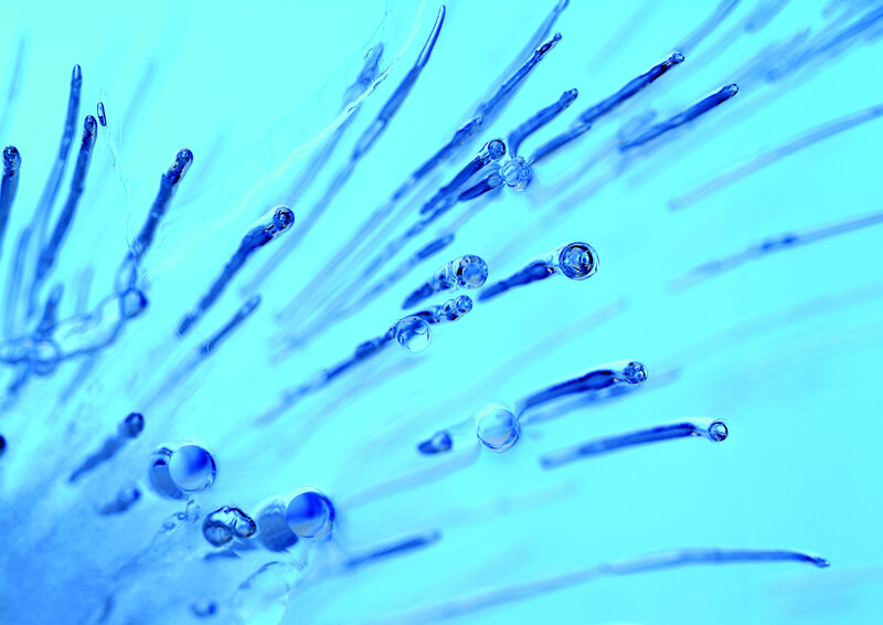 blue microscopic structures