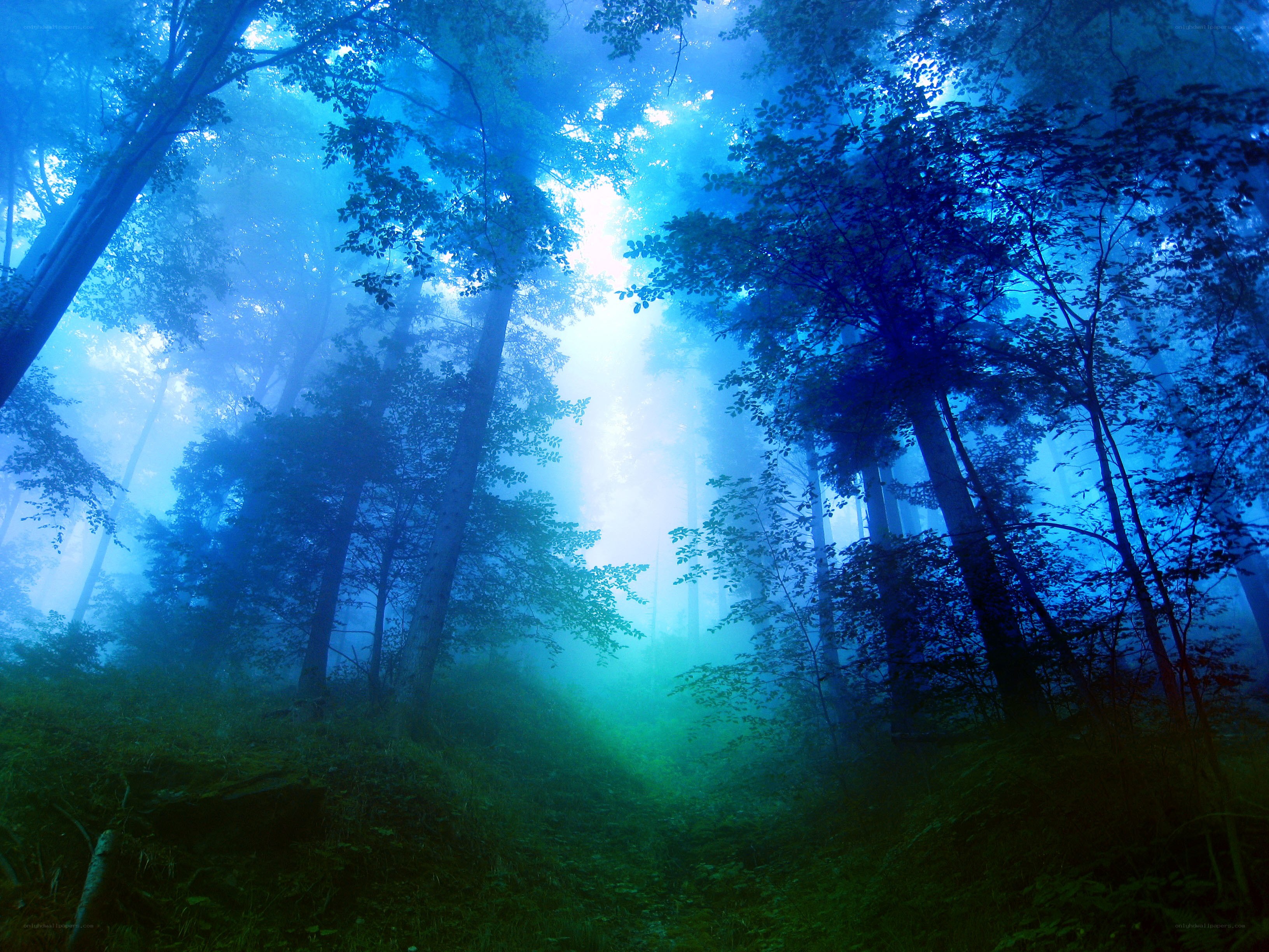 Blue misty forest at dawn
