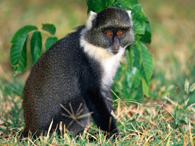 Blue Monkey in Grass