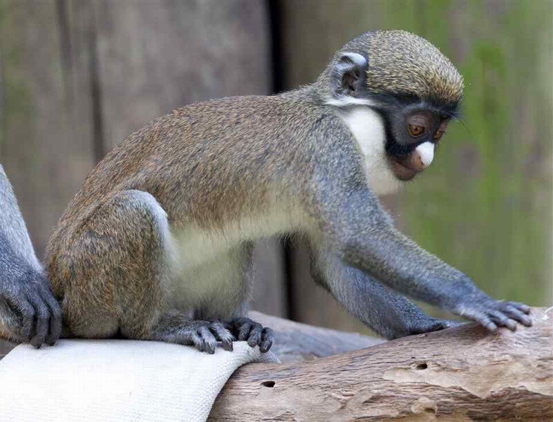 Blue Monkey on Log