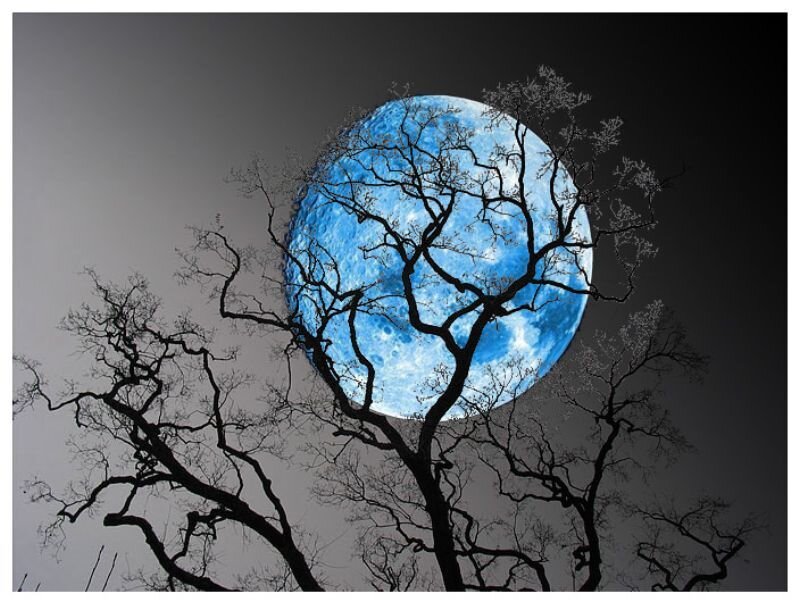 Blue moon behind bare tree