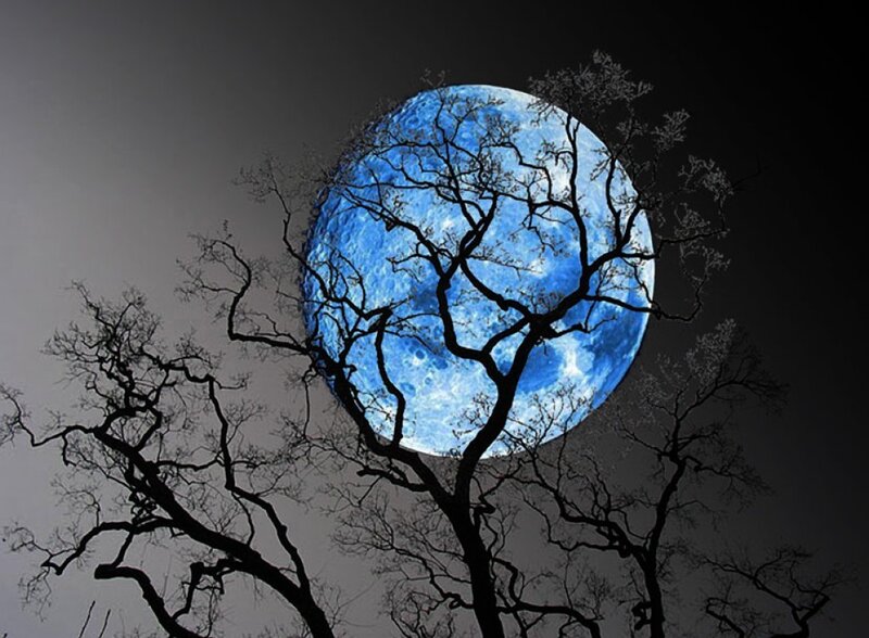 Blue Moon Behind Tree