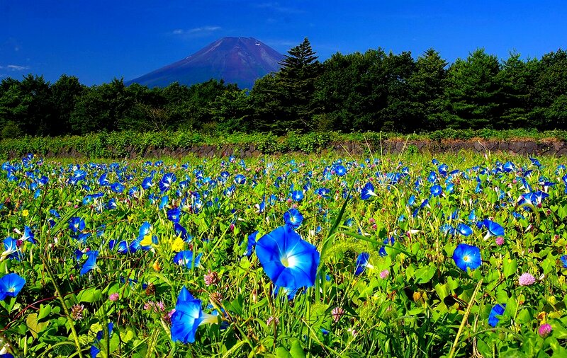 Blue Morning Glories Field