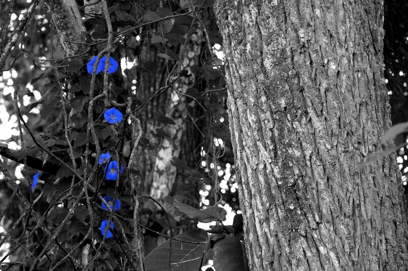Blue Morning Glories on Vine