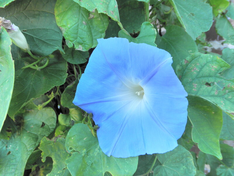 blue morning glory flower