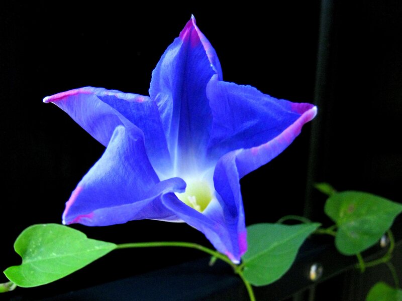 blue morning glory flower