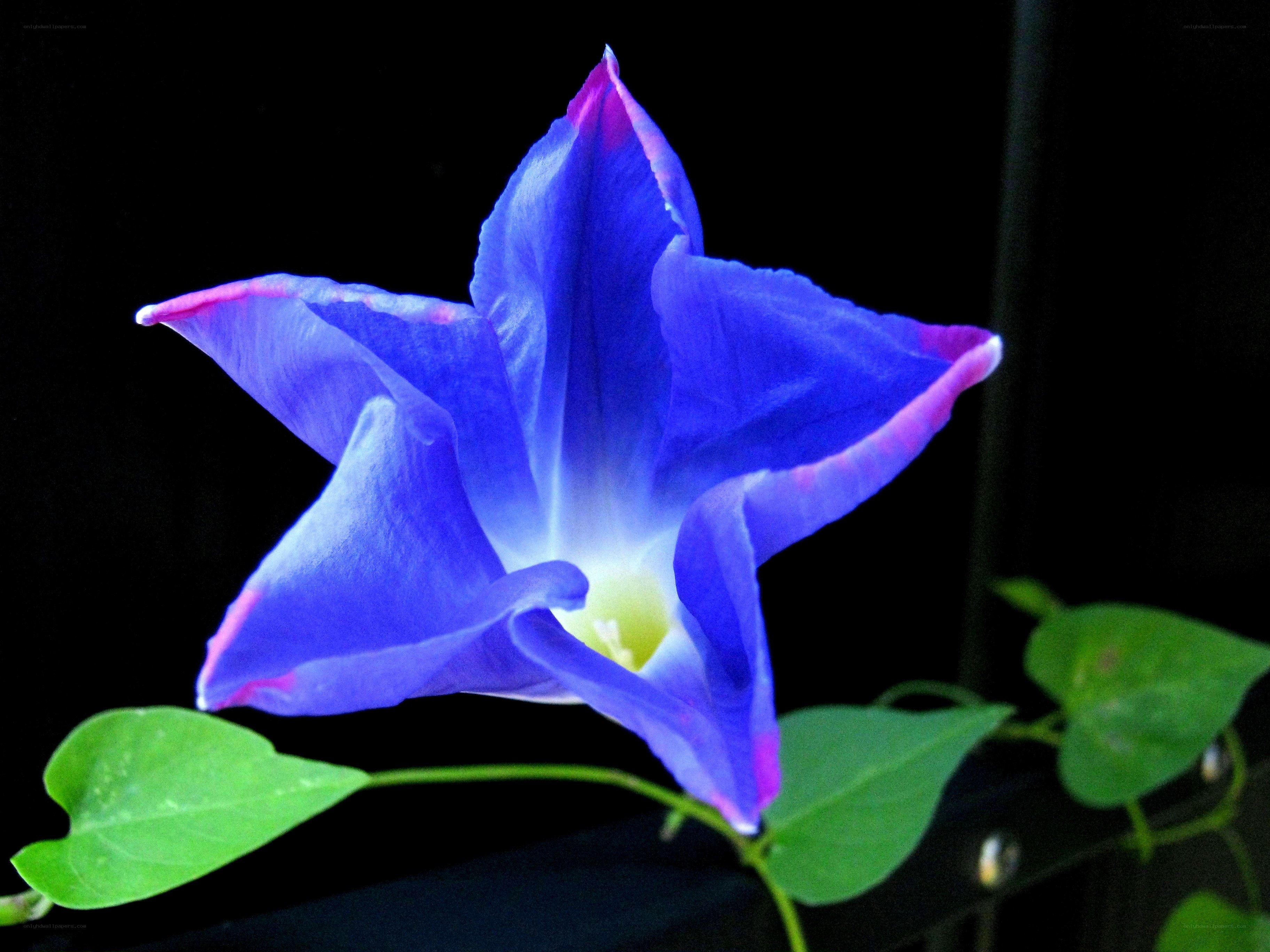 blue morning glory flower