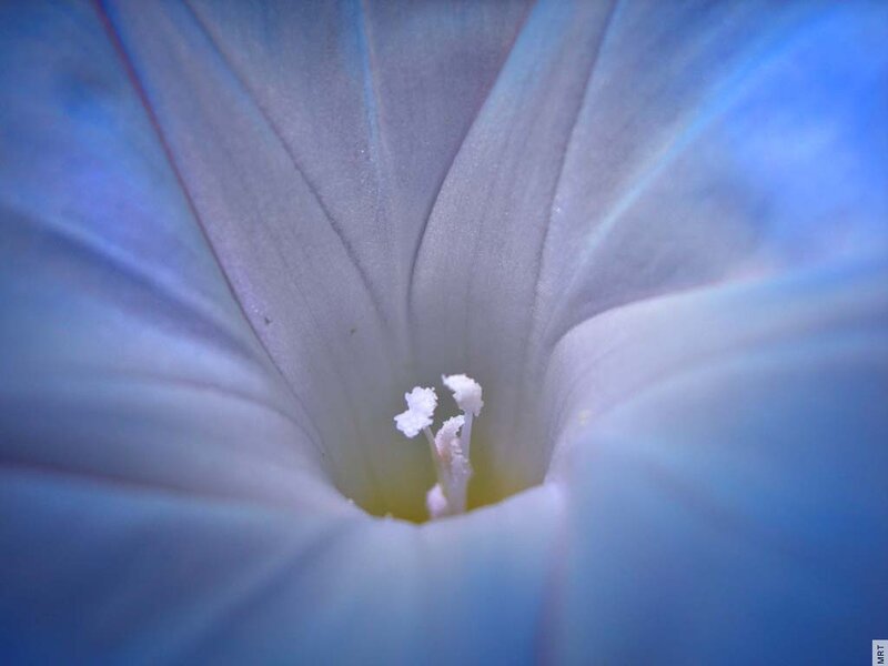 blue morning glory flower