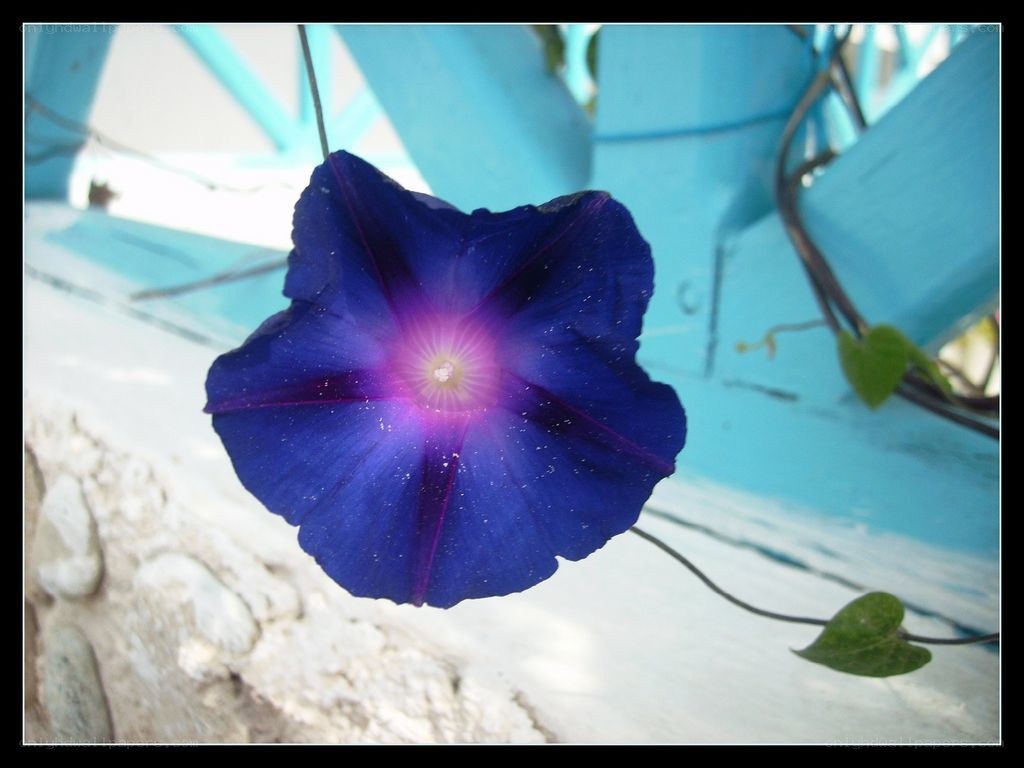 blue morning glory flower
