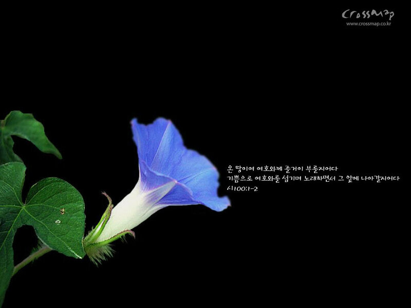 blue morning glory flower