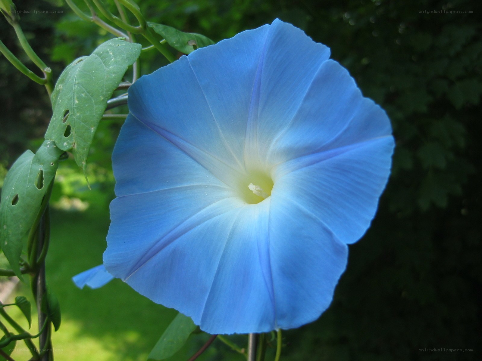 blue morning glory flower