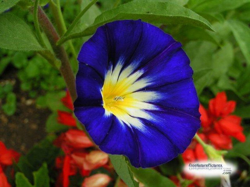 Blue Morning Glory Flower — Calm, Afternoon
