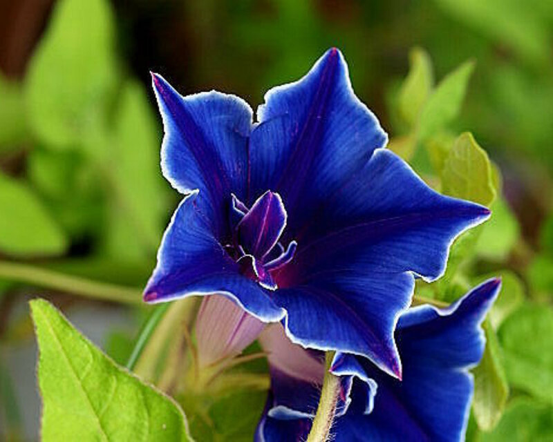 Blue Morning Glory Flower — Calm, Photograph, Leaf