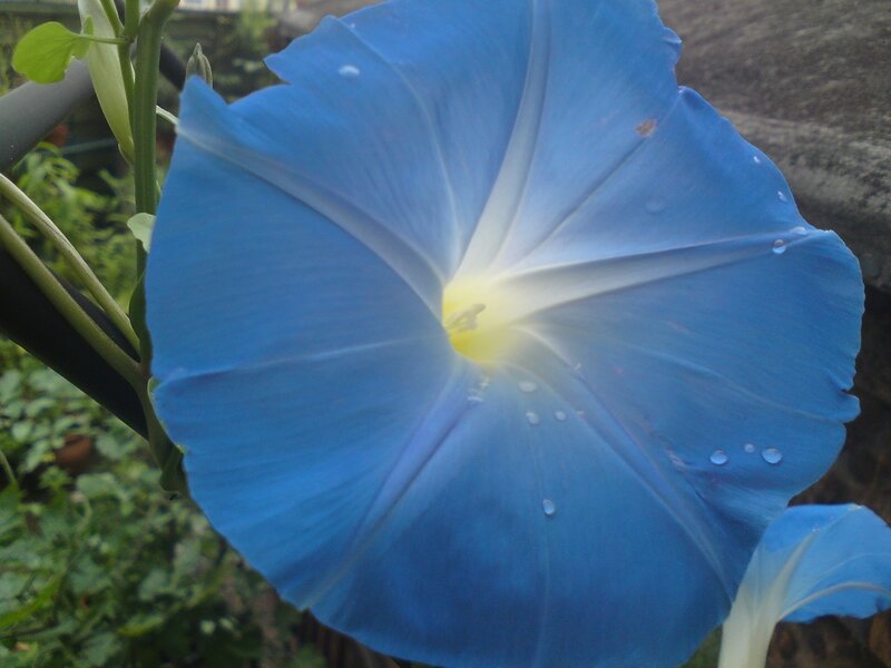 Blue Morning Glory Flower — Calm, Photograph, Stem