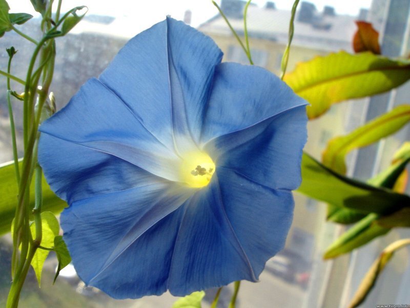 Blue Morning Glory Flower — Calm, Photograph