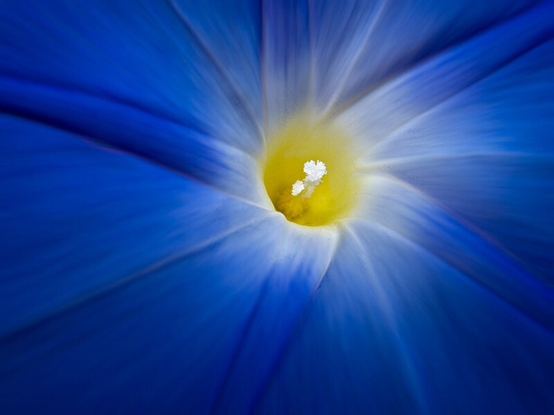 Blue Morning Glory Flower — Calm, Photograph, Yellow Center