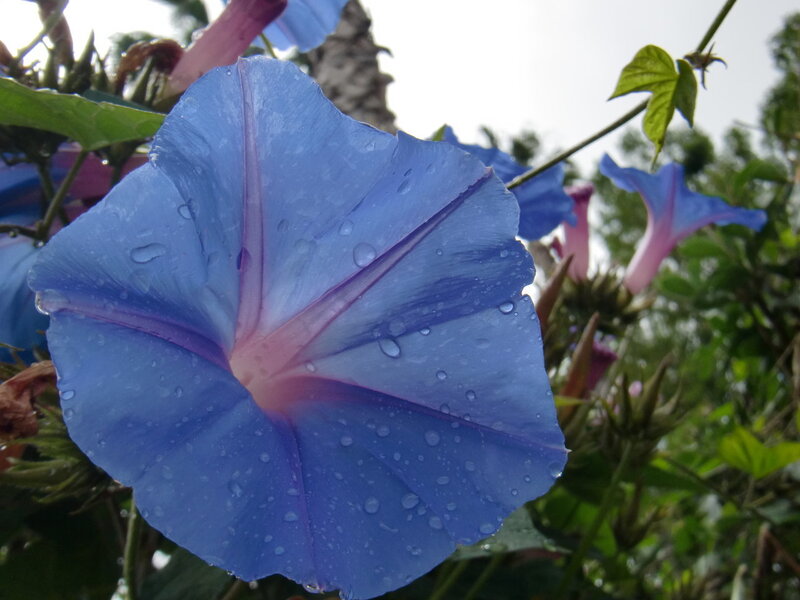 Blue Morning Glory Flower — Calm