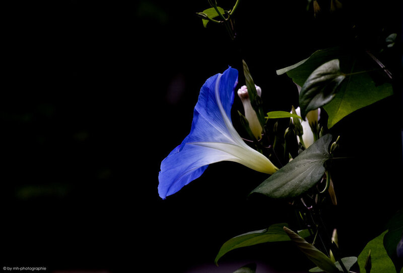 Blue Morning Glory Flower — Dramatic