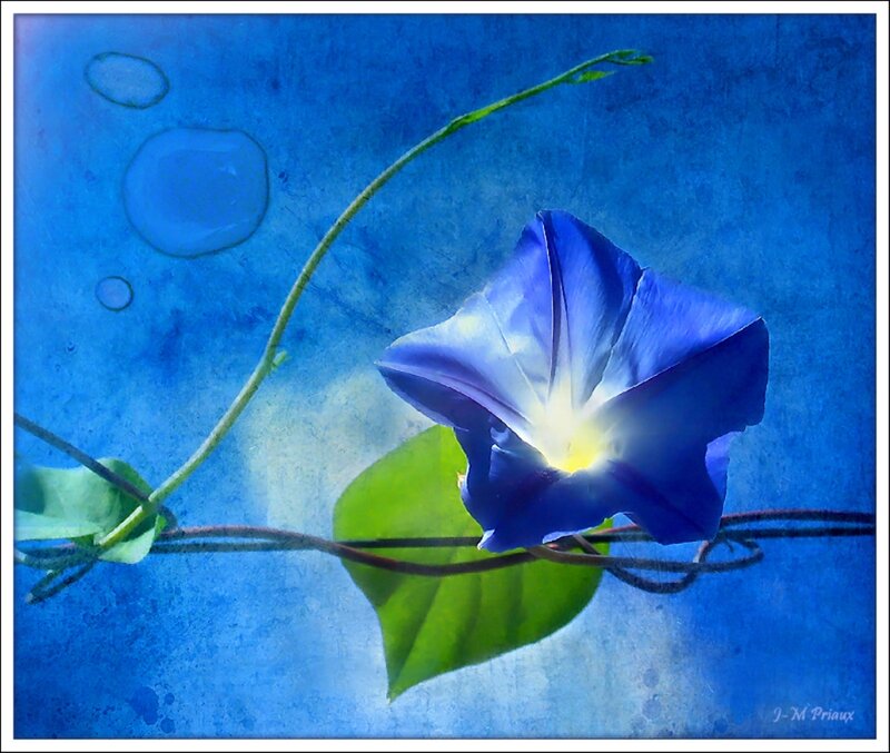 Blue Morning Glory Flower — Serene, Digital Art