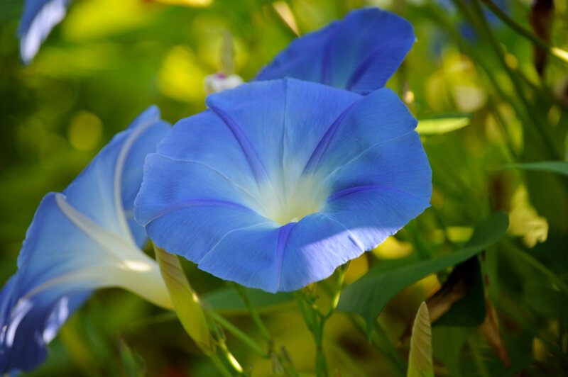 Blue Morning Glory Flower — Serene, Photograph, Green Leaves, Sunlight