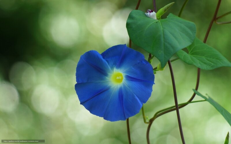 Blue Morning Glory Flower — Serene, Photograph, Leaf, Bud