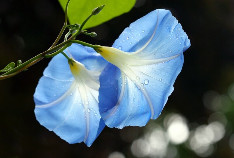 Blue Morning Glory Flower — Serene, Photograph, Leaf