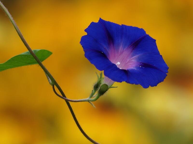 Blue Morning Glory Flower — Serene, Photograph, Stem, Leaf