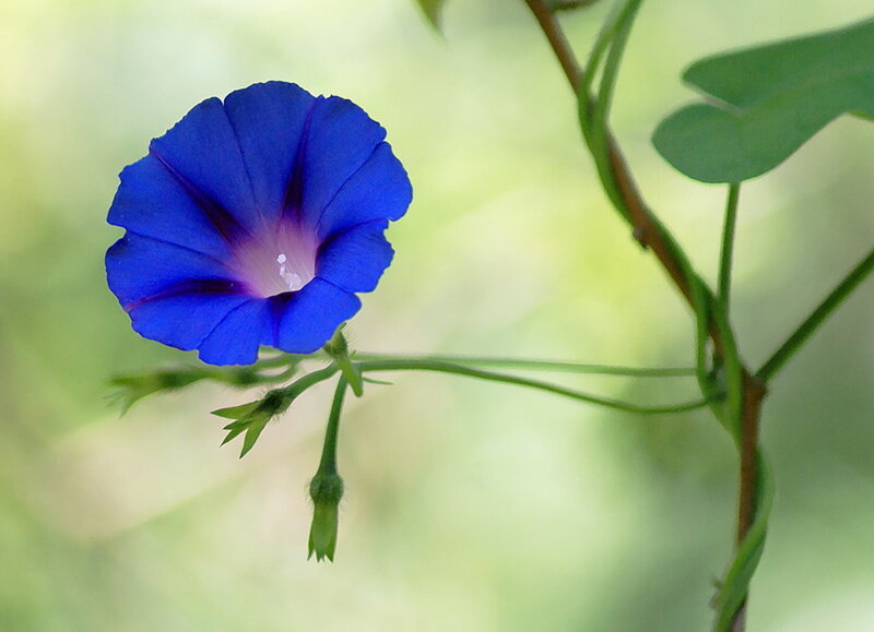 Blue Morning Glory Flower — Serene, Photograph, Stem