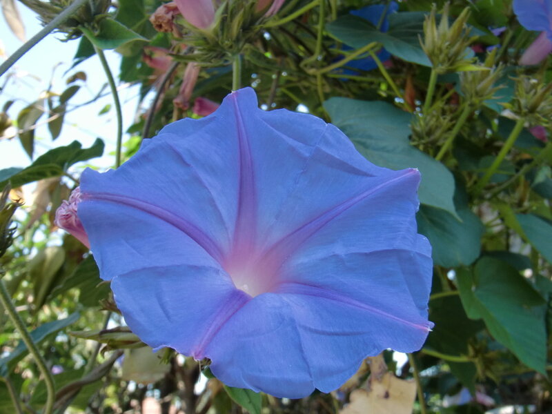 Blue Morning Glory Flower — Serene, Photograph