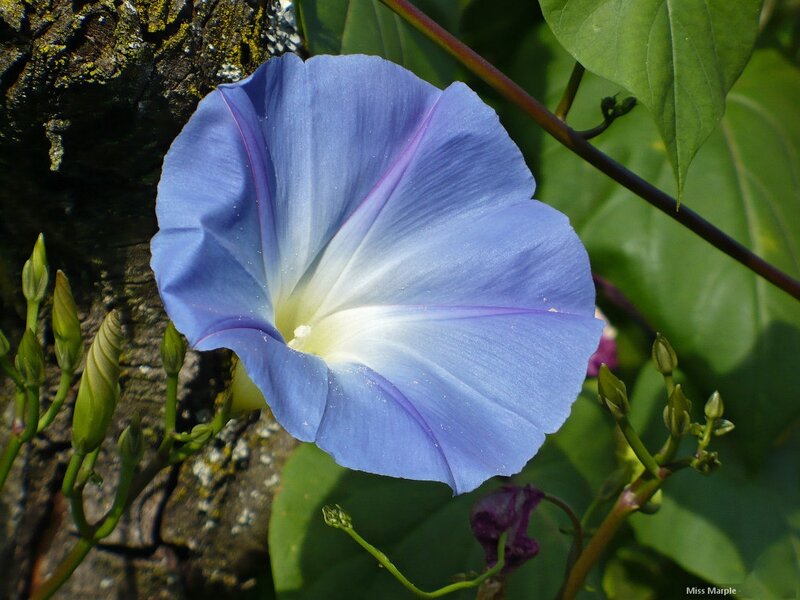 Blue Morning Glory Flower — Serene, Photograph, Tree Bark