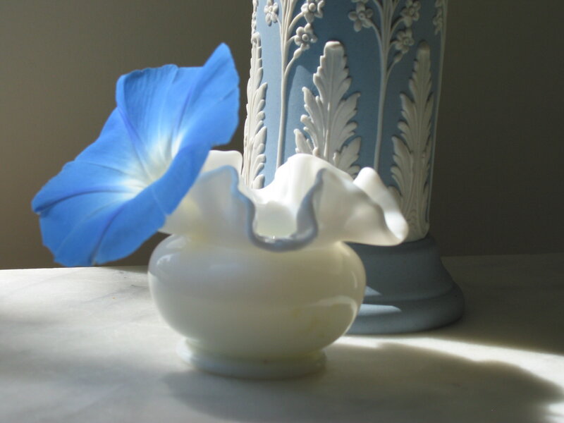 Blue Morning Glory Flower — Serene