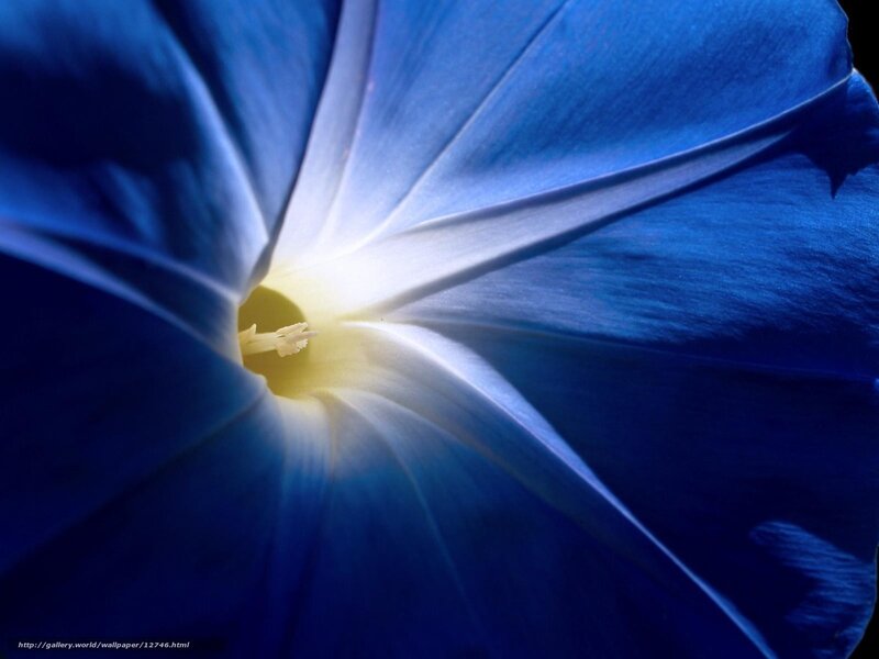 Blue morning glory flower