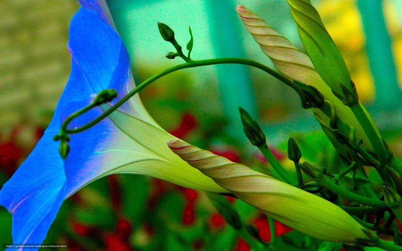 Blue Morning Glory Flower — Vibrant, Photograph