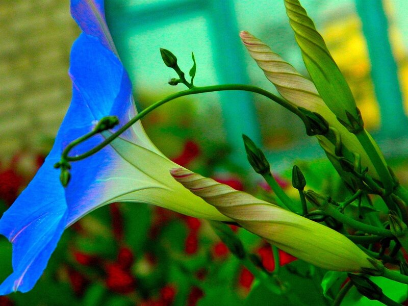 Blue Morning Glory Flower — Vibrant