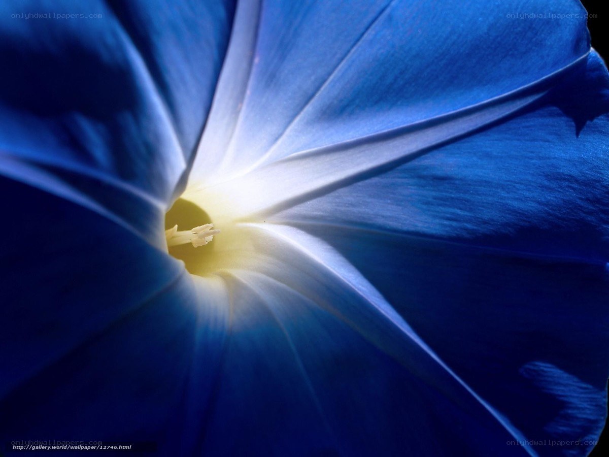 Blue morning glory flower