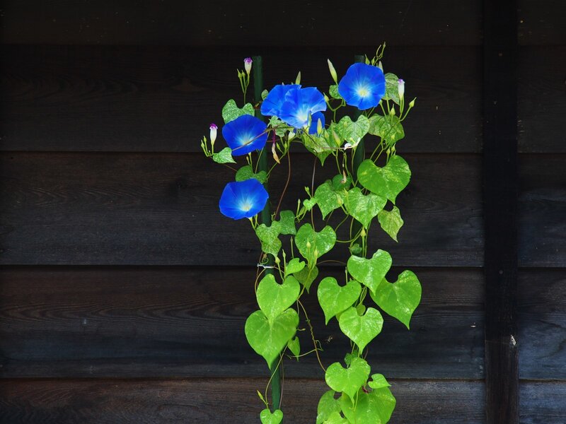 Blue morning glory flowers