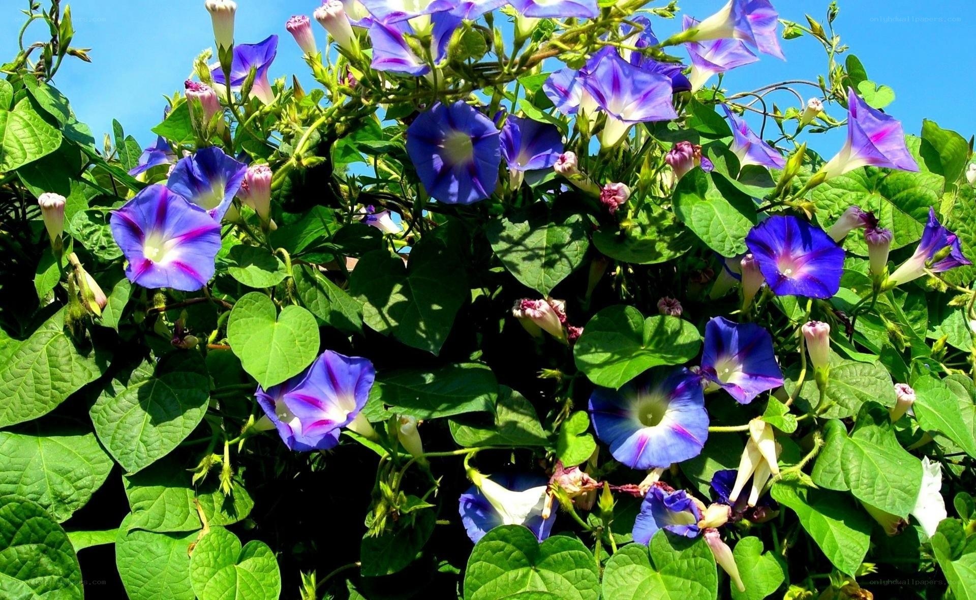 blue morning glory flowers