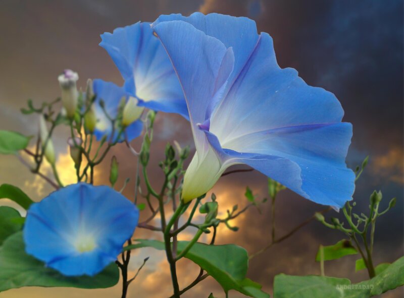 Blue morning glory flowers